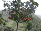 3 Graines de Tamarillo, Solanum Betaceum, tomate en arbre, prune du Japon, tomate arbuste, tomate de la Paz