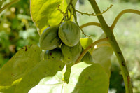 7 Graines de Tamarillo, Solanum Betaceum, tomate en arbre, prune du Japon, tomate arbuste, tomate de la Paz