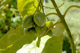 7 Graines de Tamarillo, Solanum Betaceum, tomate en arbre, prune du Japon, tomate arbuste, tomate de la Paz