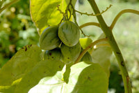 20 Graines de Tamarillo, Solanum Betaceum, tomate en arbre, prune du Japon, tomate arbuste, tomate de la Paz