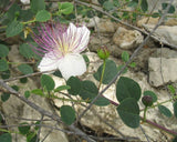 3 Graines de Câprier, Capparis Spinosa, Câprier Commun