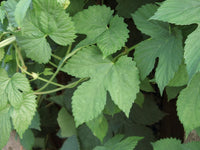 3 Graines de Houblon, Humulus Lupulus, Houblon grimpant