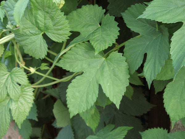 10 Graines de Houblon, Humulus Lupulus, Houblon grimpant