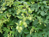 3 Graines de Houblon, Humulus Lupulus, Houblon grimpant