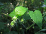 10 Graines de Houblon, Humulus Lupulus, Houblon grimpant