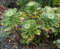 100 Graines d'Aeonium undulatum, Plante Grasse