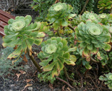 100 Graines d'Aeonium undulatum, Plante Grasse