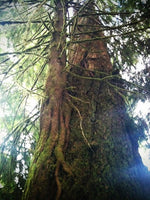 5 Graines de Pruche de l'Ouest, Tsuga Heterophylla, Tsuga de Californie, Tsuga de l'Ouest, Hemlock de l'Ouest