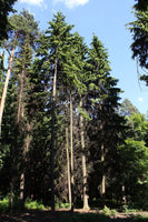 7 Graines de Pruche de l'Ouest, Tsuga Heterophylla, Tsuga de Californie, Tsuga de l'Ouest, Hemlock de l'Ouest