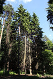 3 Graines de Pruche de l'Ouest, Tsuga Heterophylla, Tsuga de Californie, Tsuga de l'Ouest, Hemlock de l'Ouest