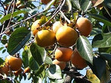 5 Graines de Plaqueminier, Diospyros Kaki, Plaqueminier du Japon, Figuier Caque, Plaqueminier Kaki