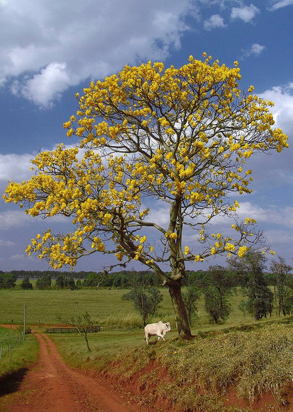 7 Graines Tabebuia chrysotricha, Handroanthus chrysotrichus, arbre à trompettes d'or