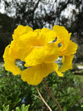 5 Graines Tabebuia chrysotricha, Handroanthus chrysotrichus, arbre à trompettes d'or