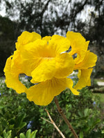 7 Graines Tabebuia chrysotricha, Handroanthus chrysotrichus, arbre à trompettes d'or