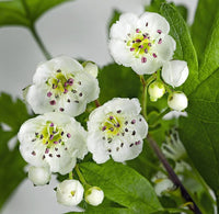 3 Graines d'Aubépine monogyne, Crataegus monogyna, Aubépine à un style, Porte-Greffe