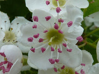 3 Graines d'Aubépine monogyne, Crataegus monogyna, Aubépine à un style, Porte-Greffe