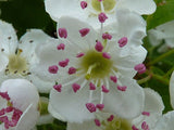 10 Graines d'Aubépine monogyne, Crataegus monogyna, Aubépine à un style, Porte-Greffe