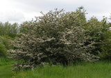 10 Graines d'Aubépine monogyne, Crataegus monogyna, Aubépine à un style, Porte-Greffe