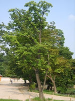 10 Graines Tetradium daniellii, Arbre à Miel