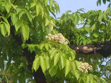 10 Graines Tetradium daniellii, Arbre à Miel