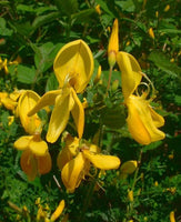 3 Graines Cytisus scoparius, Genêt à balais