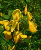 3 Graines Cytisus scoparius, Genêt à balais