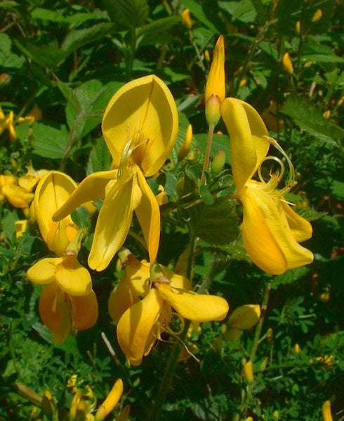 5 Graines Cytisus scoparius, Genêt à balais