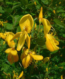 10 Graines Cytisus scoparius, Genêt à balais