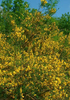 10 Graines Cytisus scoparius, Genêt à balais