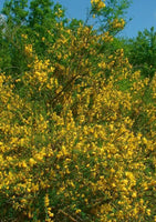 3 Graines Cytisus scoparius, Genêt à balais