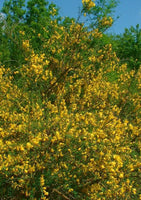 5 Graines Cytisus scoparius, Genêt à balais