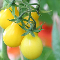 20 Graines de Tomates "Poire Jaune", Solanum lycopersicum