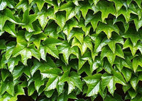 Graines de Vigne Vierge Japonaise, Parthenocissus Tricuspidata, Vigne-vierge à trois pointes