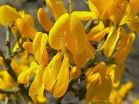 5 Graines de Genêt épineux, Genêt Scorpion, Genista scorpius