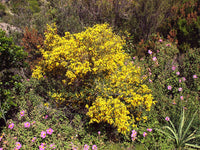 5 Graines de Genêt épineux, Genêt Scorpion, Genista scorpius