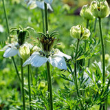 50 Graines de Nigelle cultivée, Nigella sativa, Cumin Noir, Herbe aux épices, Cheveux de Vénus, Barbe des Capucins