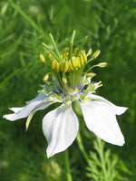 25 Graines de Nigelle cultivée, Nigella sativa, Cumin Noir, Herbe aux épices, Cheveux de Vénus, Barbe des Capucins