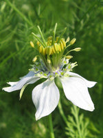 50 Graines de Nigelle cultivée, Nigella sativa, Cumin Noir, Herbe aux épices, Cheveux de Vénus, Barbe des Capucins