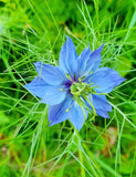 50 Graines de Nigelle cultivée, Nigella sativa, Cumin Noir, Herbe aux épices, Cheveux de Vénus, Barbe des Capucins