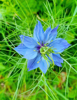 25 Graines de Nigelle cultivée, Nigella sativa, Cumin Noir, Herbe aux épices, Cheveux de Vénus, Barbe des Capucins