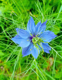 25 Graines de Nigelle cultivée, Nigella sativa, Cumin Noir, Herbe aux épices, Cheveux de Vénus, Barbe des Capucins