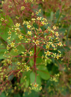 5 Graines Cotinus coggygria, Fustet commun, Arbre à perruque, Sumac des teinturiers, Sumac fustet, Bonsaï