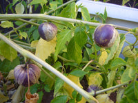 25 Graines Physalis Ixocarpa, Tomatille, Tomatillo du Mexique