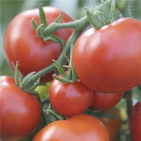 25 Graines de Tomate Moneymaker, Solanum lycopersicum