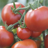 25 Graines de Tomate Moneymaker, Solanum lycopersicum