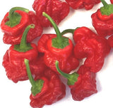 20 Graines de Piment Jamaican Red