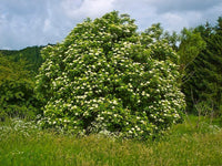 10 Graines de Sambucus nigra, Sureau Noir, Grand Sureau