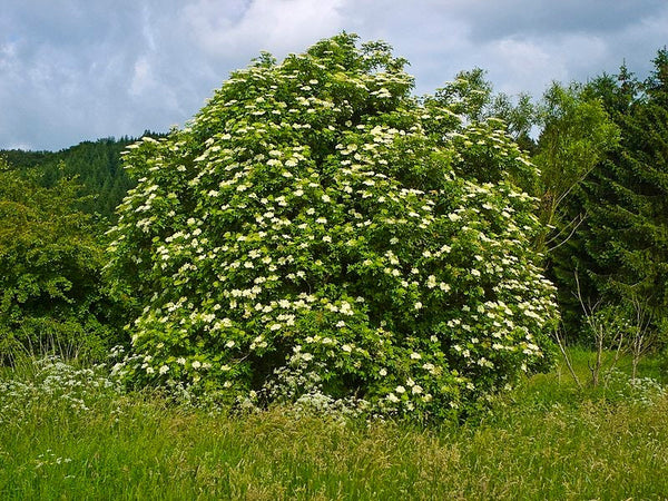 Graines de Sambucus nigra, Sureau Noir, Grand Sureau