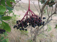 Graines de Sambucus nigra, Sureau Noir, Grand Sureau