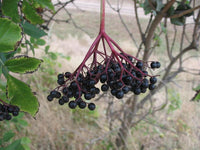 20 Graines de Sambucus nigra, Sureau Noir, Grand Sureau